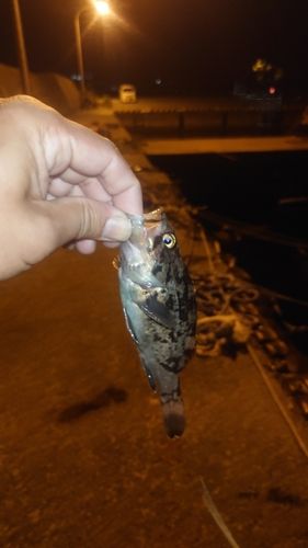 クロソイの釣果