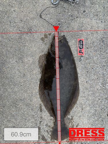 ヒラメの釣果