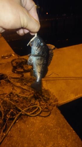 クロソイの釣果