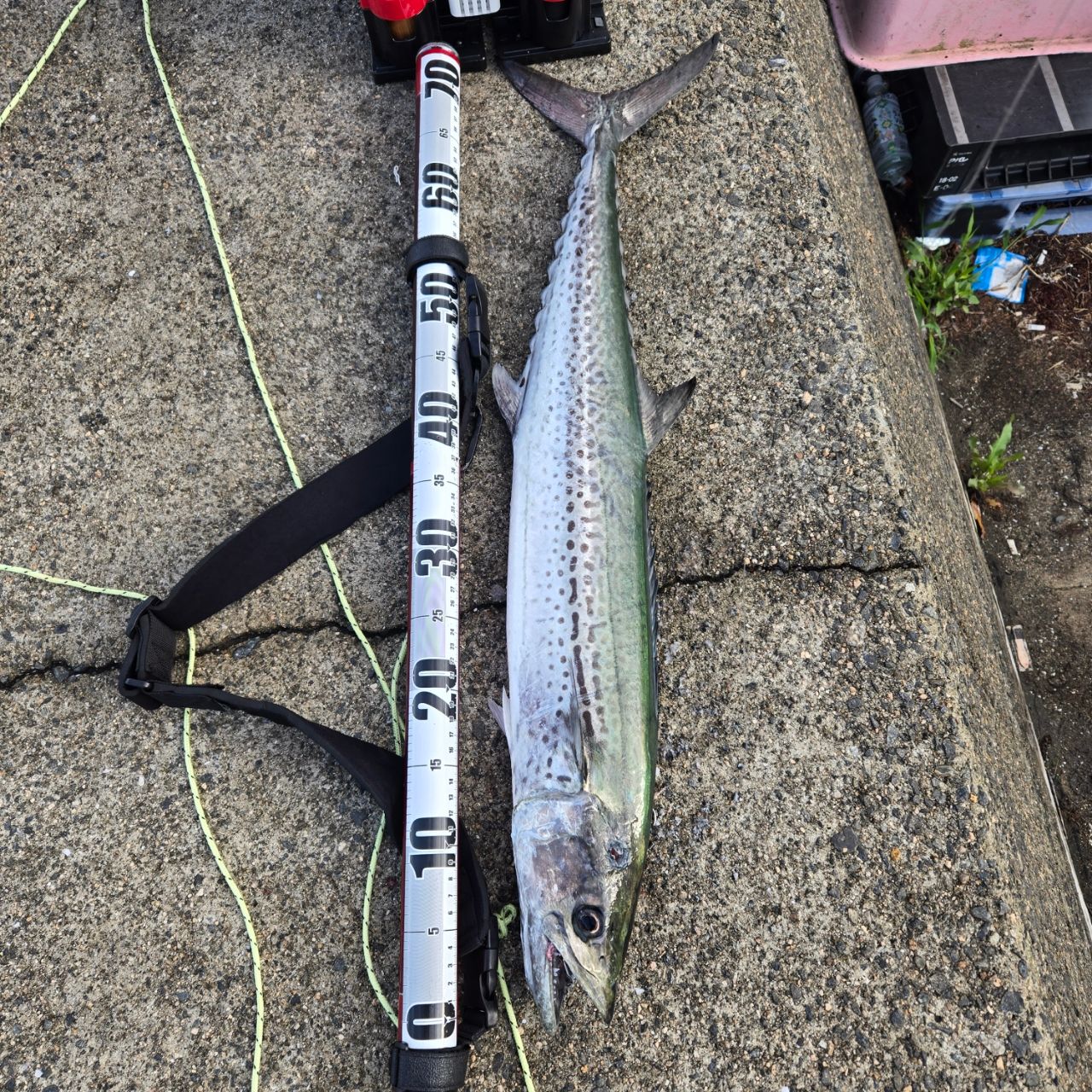 23SALTIGA 6000-H【6/8最終値下げ】 DAIWA 23ソルティガ 6000-Hの最安値・インプレ・釣果 | 本音の