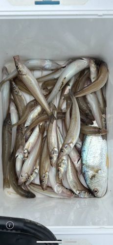 シロギスの釣果