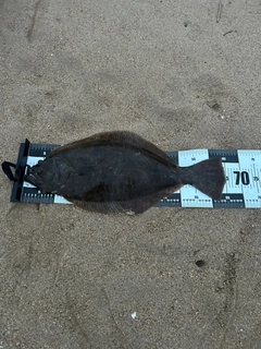 ヒラメの釣果