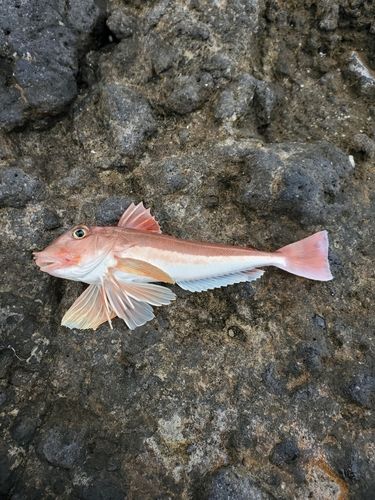 カナガシラの釣果