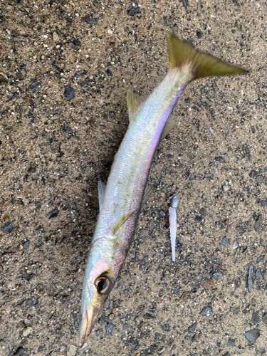 アカカマスの釣果