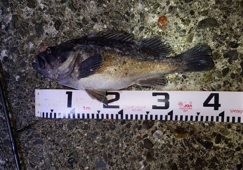 クロソイの釣果