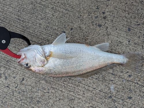ニベの釣果