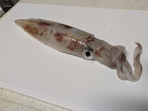 アカイカの釣果