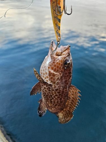 オオモンハタの釣果