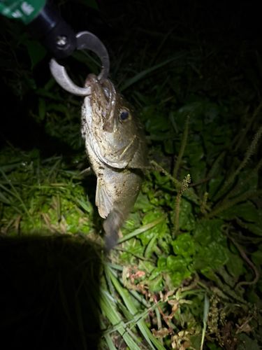 セイゴ（ヒラスズキ）の釣果