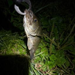 セイゴ（ヒラスズキ）