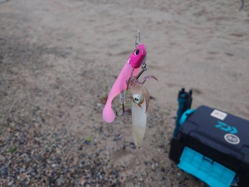 イカの釣果