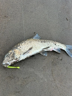 コイの釣果