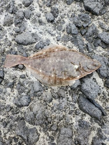 カレイの釣果