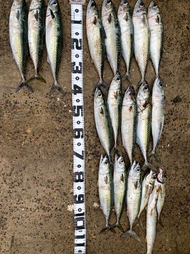 サバの釣果