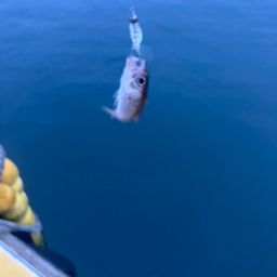 クロムツ