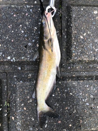 アメリカンキャットフィッシュの釣果