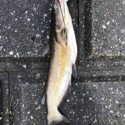 アメリカンキャットフィッシュ