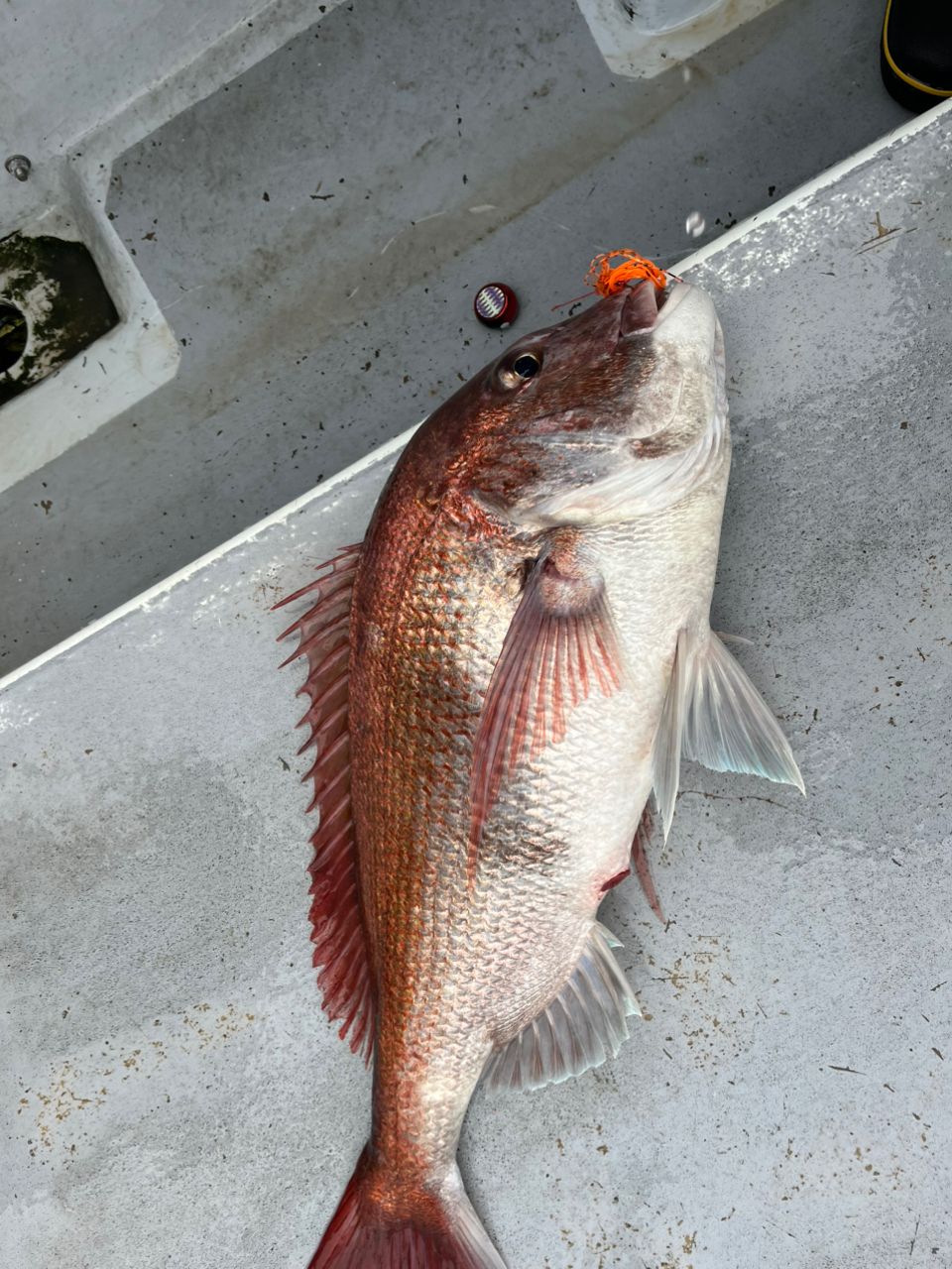 るろうに竿師さんの釣果 2枚目の画像