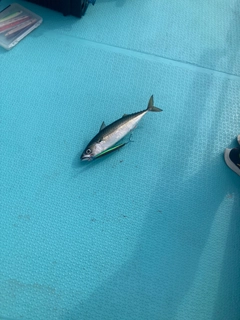マサバの釣果