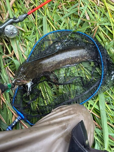 ライギョの釣果