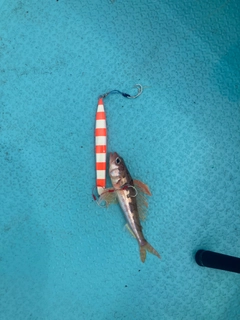 ヒメの釣果