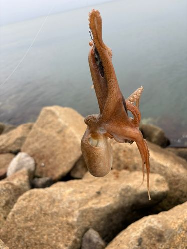 タコの釣果