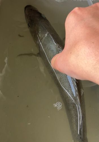 セイゴ（ヒラスズキ）