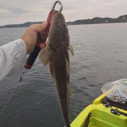 マゴチ