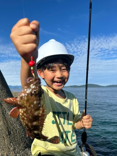 アラカブの釣果