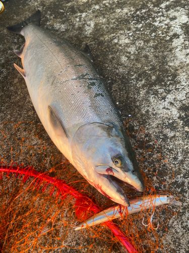 サクラマスの釣果