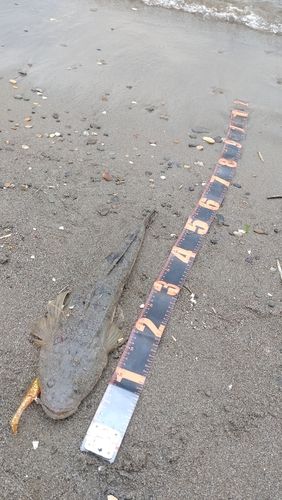 マゴチの釣果