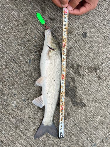 ウグイの釣果
