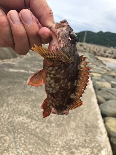 カサゴの釣果