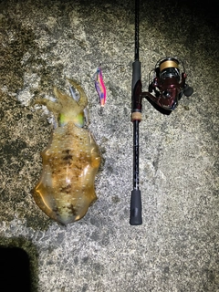 アオリイカの釣果