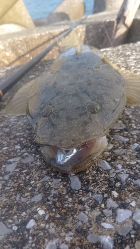 マゴチの釣果