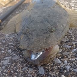 マゴチ