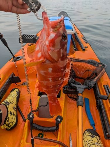 アカハタの釣果