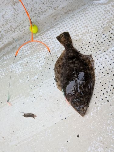 マコガレイの釣果