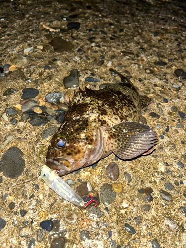 タケノコメバル