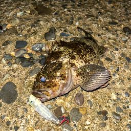 タケノコメバル