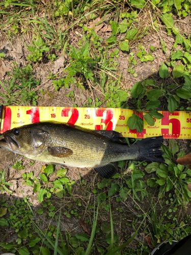 ブラックバスの釣果