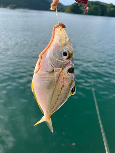 キビレヒイラギの釣果