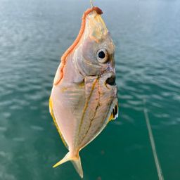 キビレヒイラギ