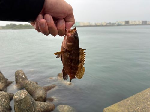 キジハタの釣果