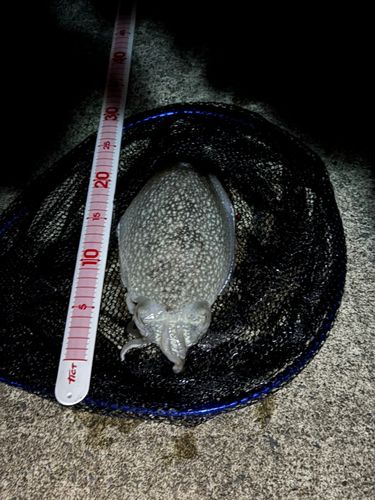 シリヤケイカの釣果