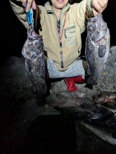 クロソイの釣果