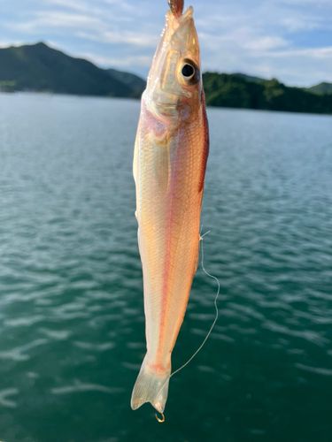 キスの釣果