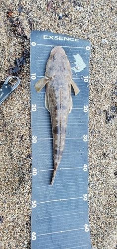 マゴチの釣果