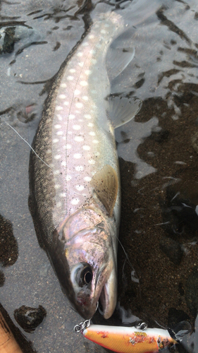 アメマスの釣果