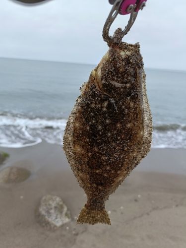 アオアジの釣果